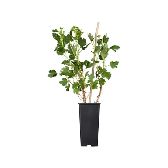 Ribes Rubrum Jonkheer Van Tets Rote Johannisbeere 30–40 Cm