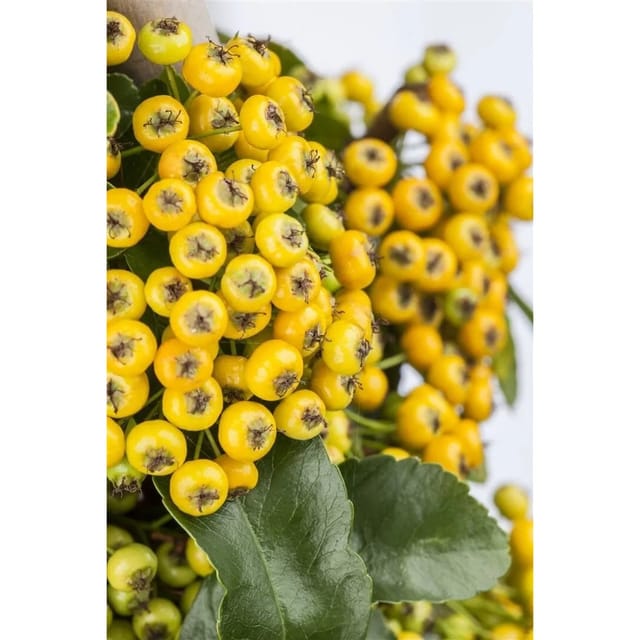 Pyracantha 'Soleil d'Or' 100-125 cm