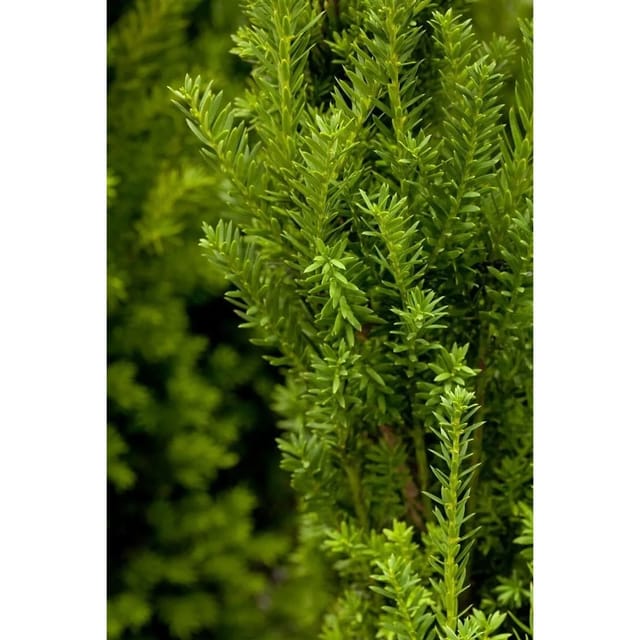 Taxus media 'Hillii' 100-125 cm