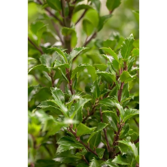 Ilex meserveae 'Heckenfee' -R- 80 cm Stammhöhe
