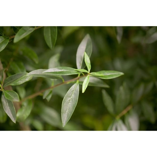 Ligustrum vulgare 125-150 cm