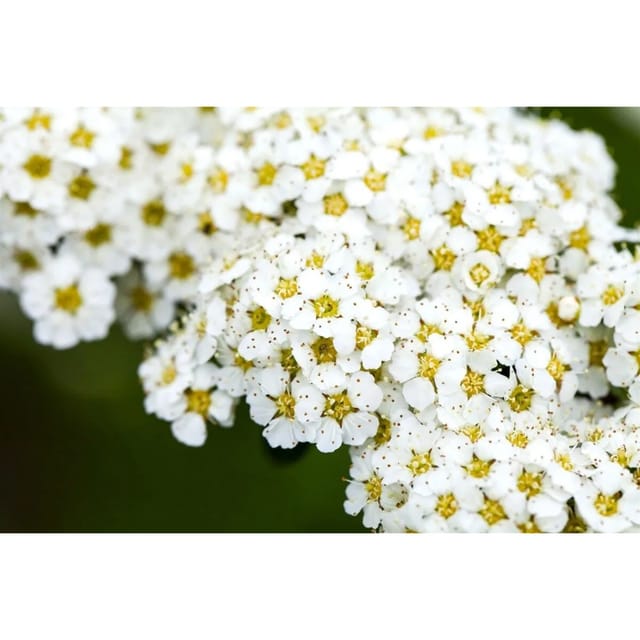 Spiraea arguta 150-175 cm