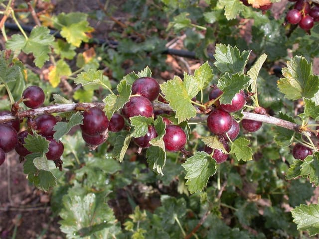 Ribes X Nidigrolaria Jostabeere 90 Cm Stammhöhe