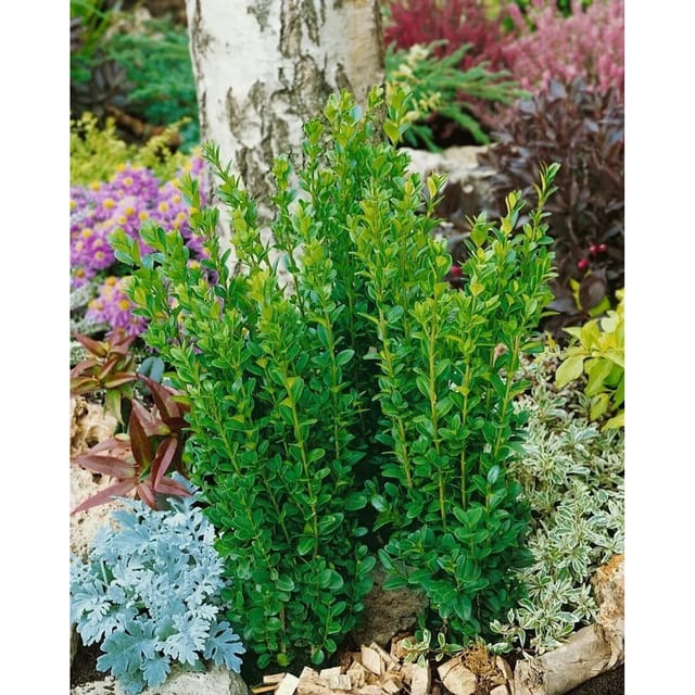Buxus sempervirens 'Graham Blandy' 50-60 cm