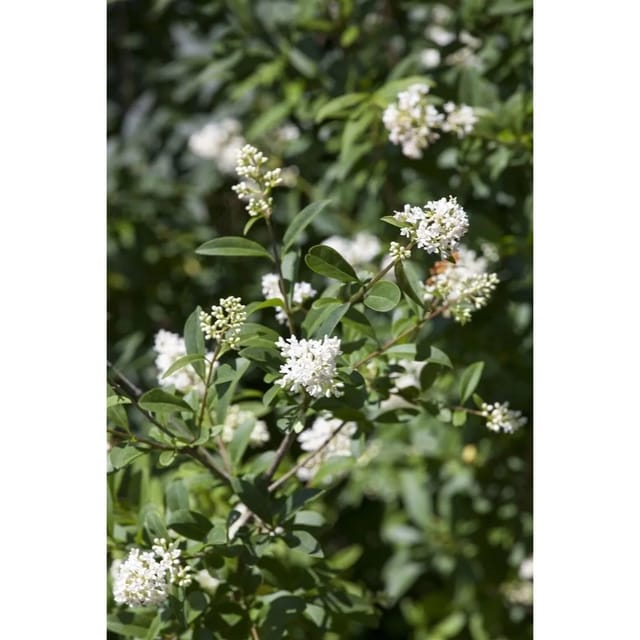 Ligustrum ovalifolium 10-20 cm