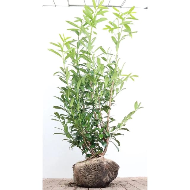 Prunus,aurocerasus 'Caucasica' 175-200 cm