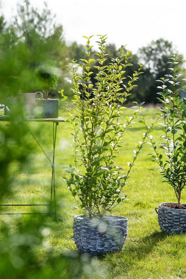 Ligustrum ovalifolium 'Aureum' 40-60 cm