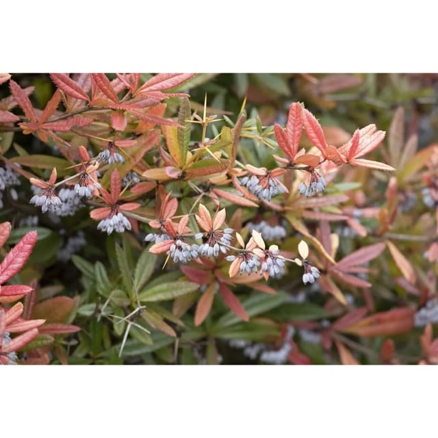Berberis julianae 25-30 cm