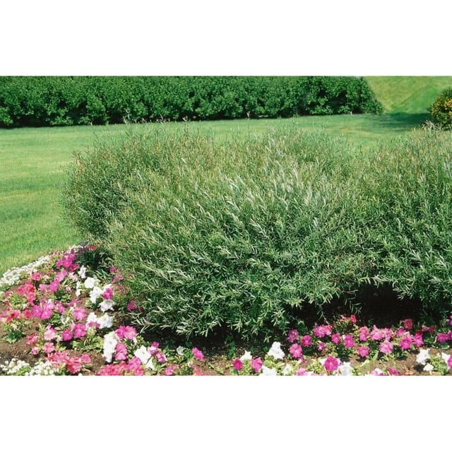 Salix purpurea 'Nana' 60-100 cm