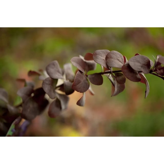 Berberis ottawensis 'Superba' 60-100 cm