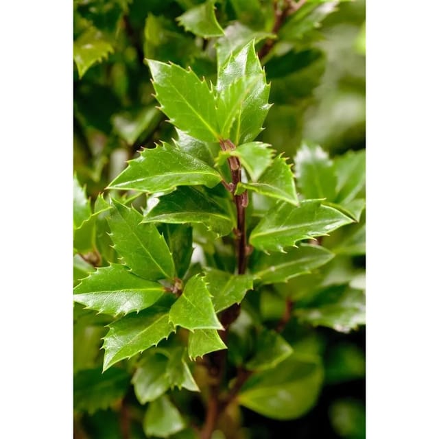 Ilex meserveae 'Heckenpracht' -S- 125-150 cm