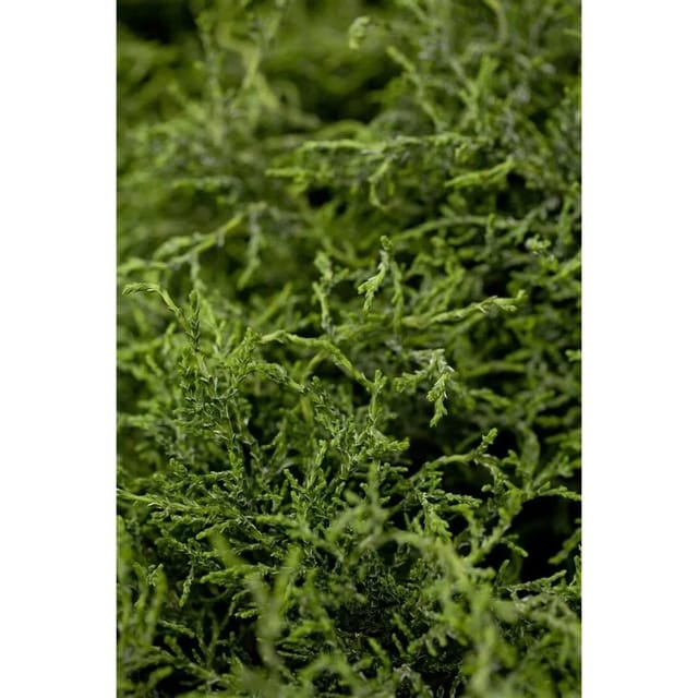 Chamaecyparis,awsoniana 'Lycopodioides' 25-30 cm