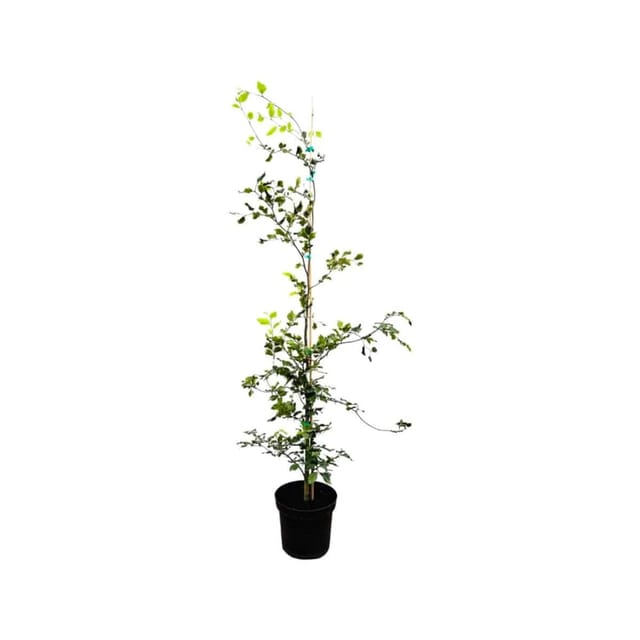 Fagus sylvatica 125-150 cm