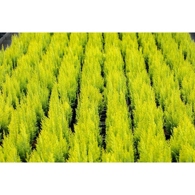 Chamaecyparis,awsoniana 'Ivonne' 100-125 cm