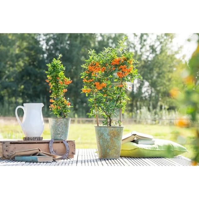 Pyracantha 'Orange Glow' 100-125 cm