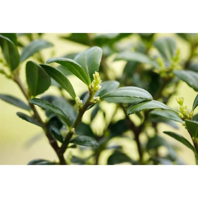 Ilex crenata 'Dark Green' -R- ca. 9x9 cm Topf
