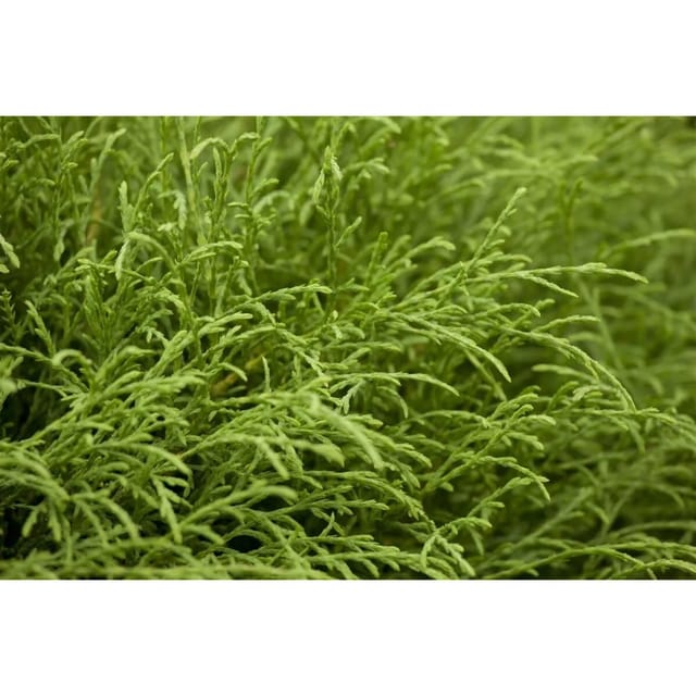 Thuja occidentalis 'Mr.Bowling Ball' 15-20 cm