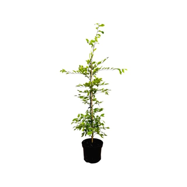 Carpinus betulus 80-100 cm 3 Liter Topf