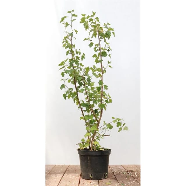 Ribes alpinum 'Schmidt' 40-60 cm