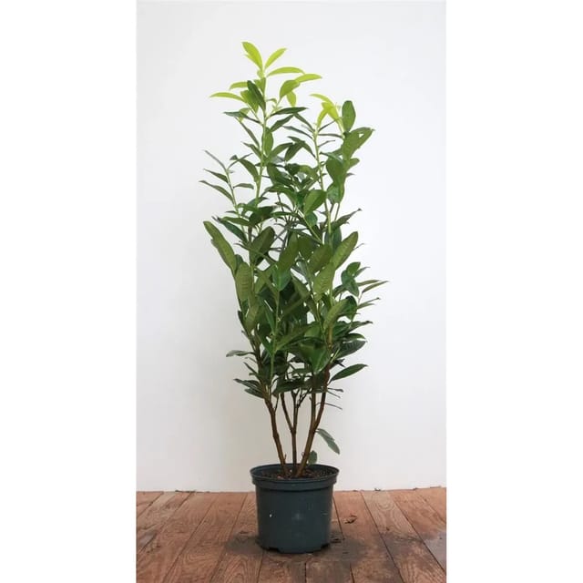 Prunus,aurocerasus 'Genolia' -R- 60-80 cm