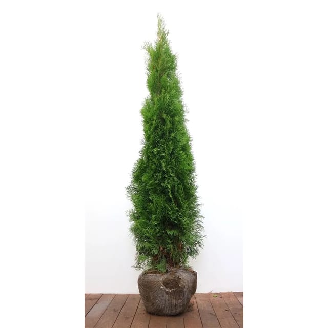 Thuja occidentalis 'Smaragd' 150-175 cm