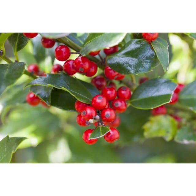 Ilex aquifolium 'Alaska' 30-40 cm