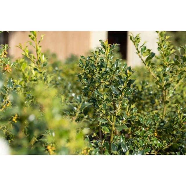 Ilex aquifolium 'Alaska' 60-80 cm
