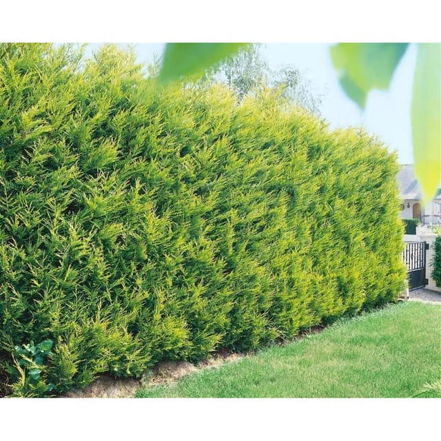Cupressocyparis,eylandii 'Castlewellan Gold' 40-60 cm