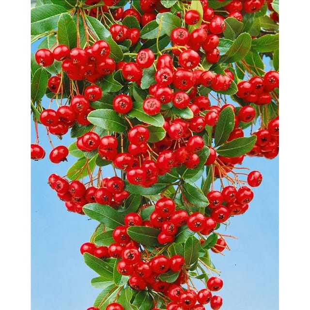 Pyracantha 'Red Column' 150-175 cm