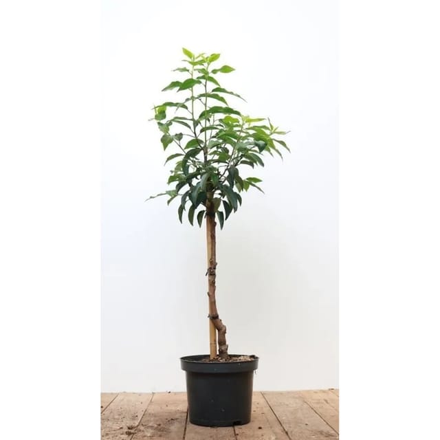 Prunus,usitanica 'Angustifolia' 40 cm Stammhöhe