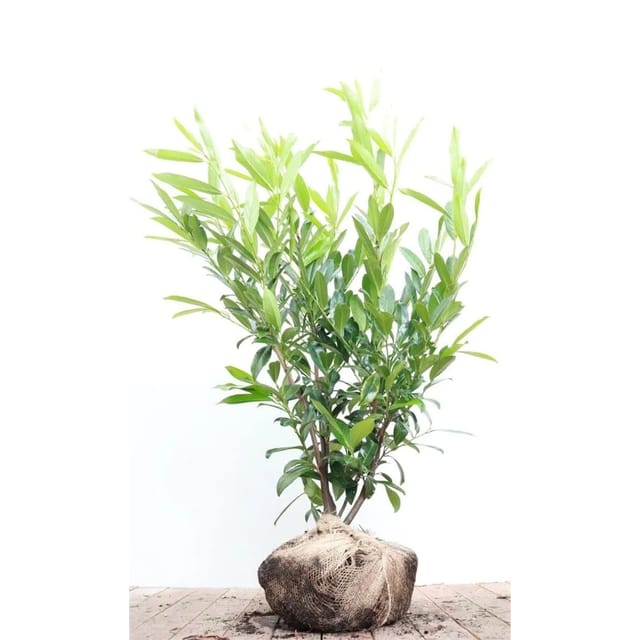 Prunus,aurocerasus 'Caucasica' 100-125 cm