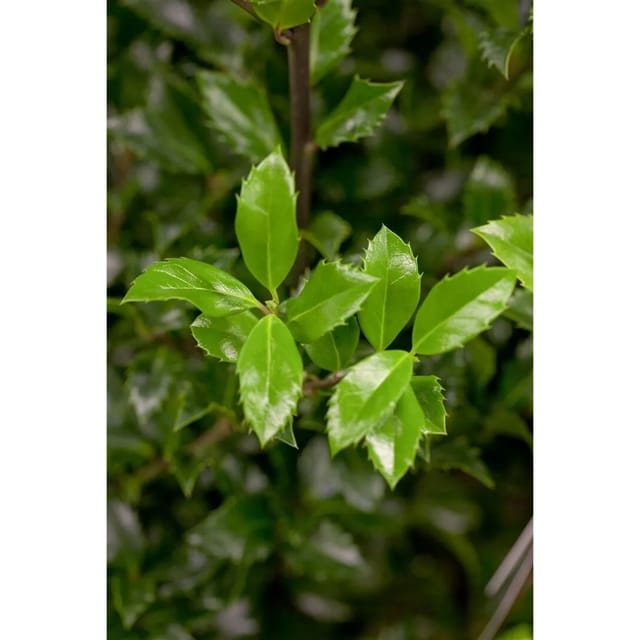 Ilex meserveae 'Heckenstar' -S- 40-50 cm