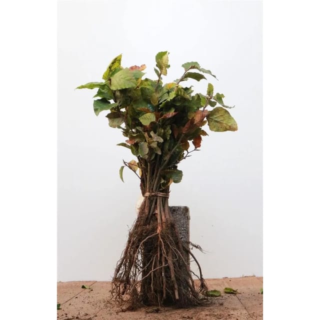 Fagus sylvatica 15-30 cm