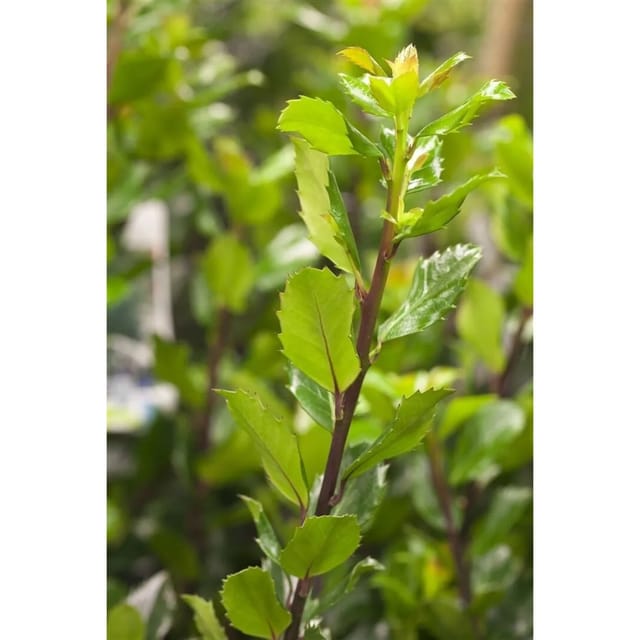 Ilex meserveae 'Blue Prince' -R- 10-15 cm