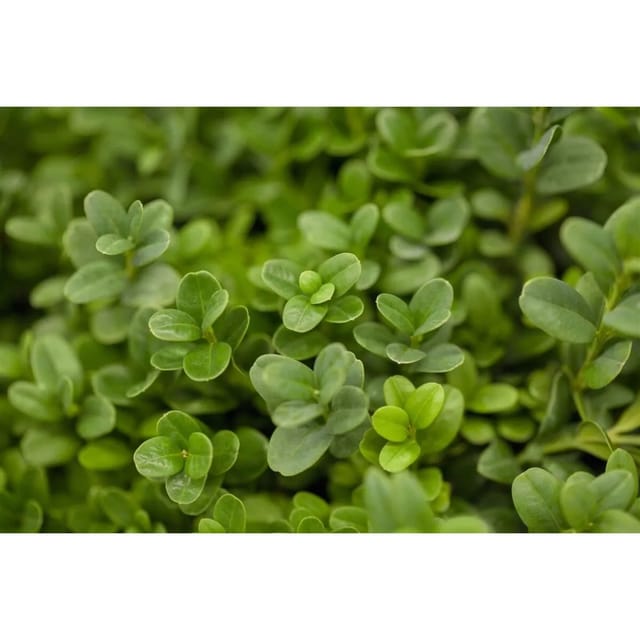 Buxus sempervirens 'Herrenhausen' 20-25 cm