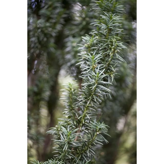 Taxus baccata 'Westerstede' 30-40 cm