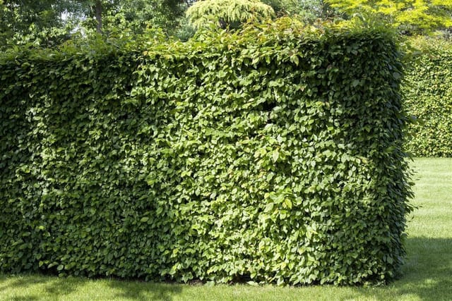 Carpinus betulus 60-80 cm 12cm Topf