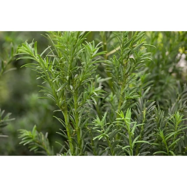 Taxus baccata 'Schwarzgrün' 20-25 cm