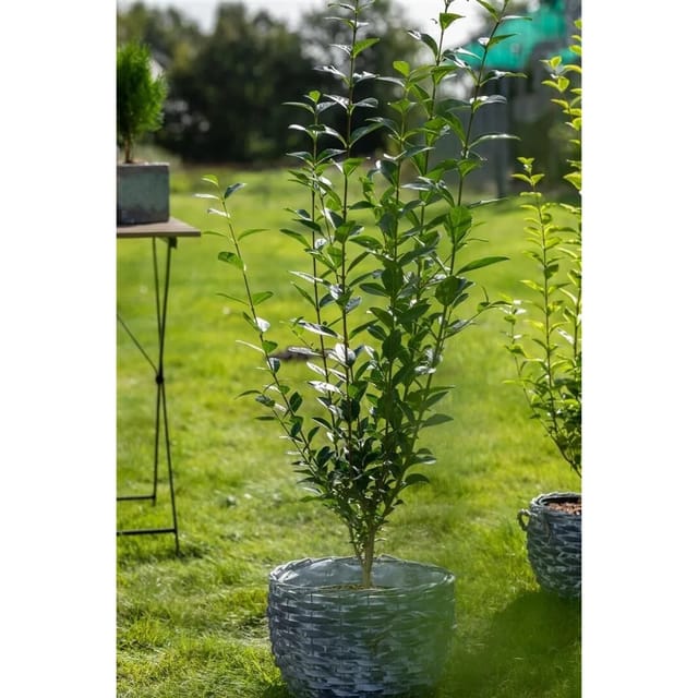 Ligustrum ovalifolium 50-80 cm