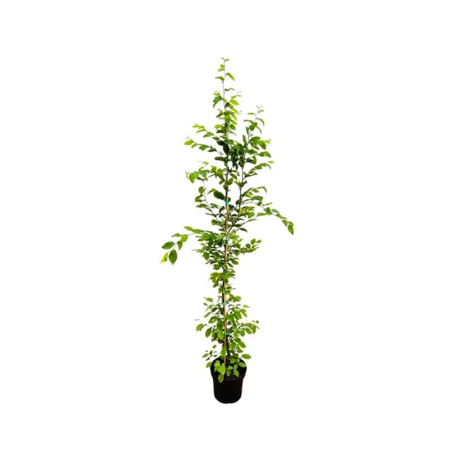 Carpinus betulus 150-175 cm