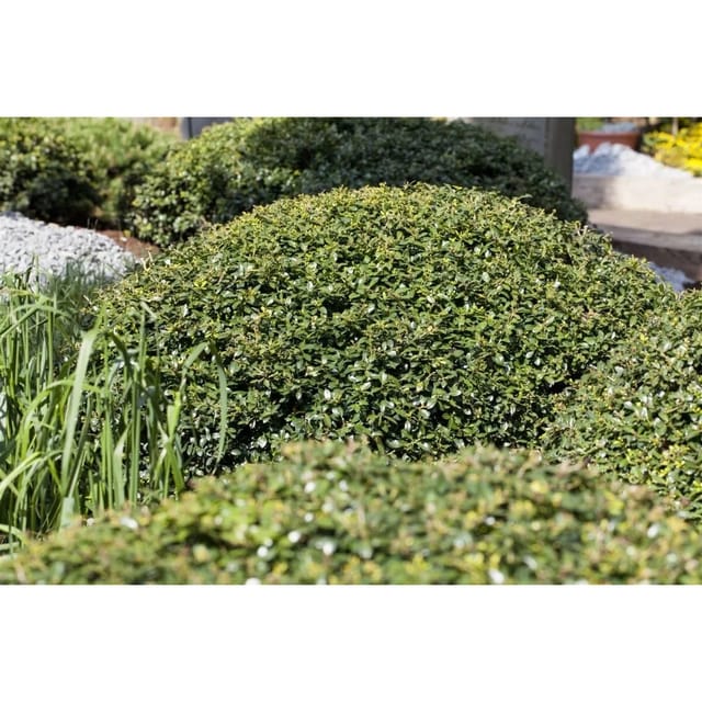 Ilex crenata 'Green Lustre' 20-25 cm