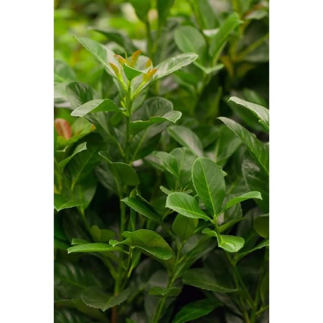 Prunus,aurocerasus 'Etna' -R- 15-20 cm