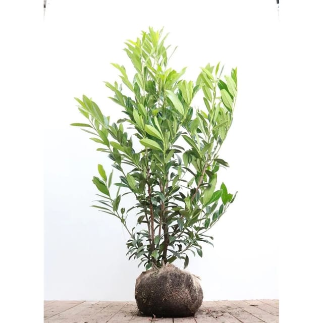 Prunus,aurocerasus 'Caucasica' 150-175 cm