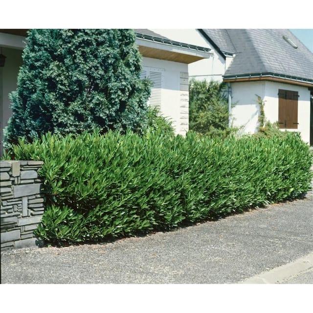 Prunus,aurocerasus 'Otto Luyken' 100-125 cm