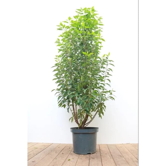 Prunus,usitanica 'Angustifolia' 100-125 cm