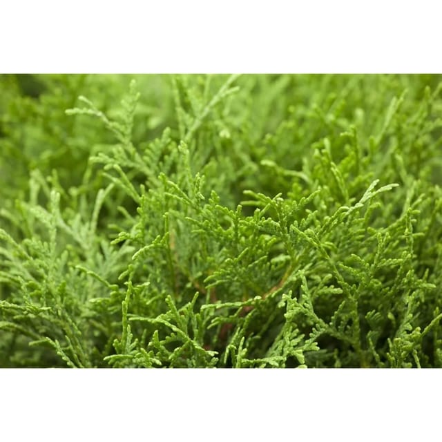 Thuja occidentalis 'Tiny Tim' 20-30 cm