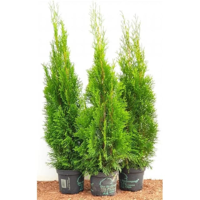 Thuja occidentalis 'Smaragd' 80-100 cm 5 Liter Container