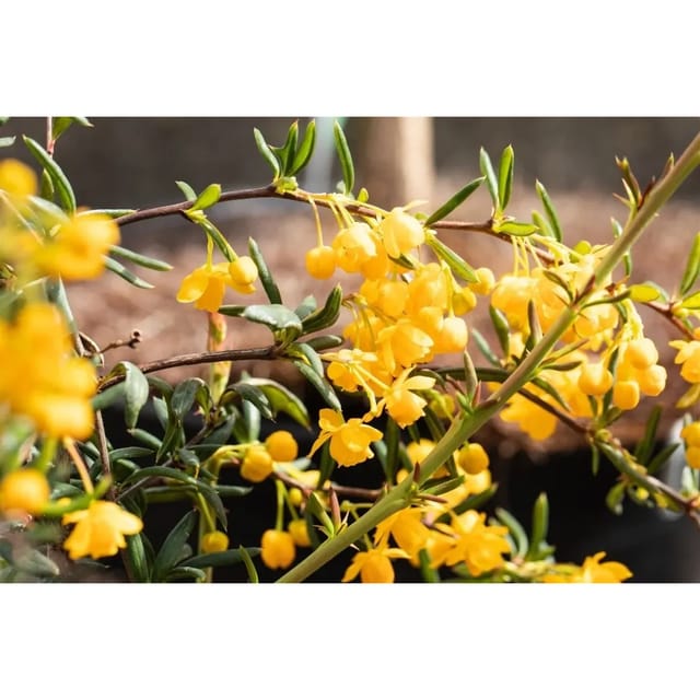 Berberis stenophylla 20-25 cm