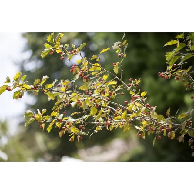 Crataegus monogyna 20-40 cm