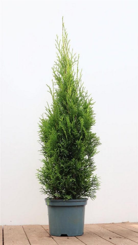 Thuja occidentalis 'Smaragd' 80-100 cm 3 Liter Container